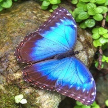 Butterfly Project Screenshot